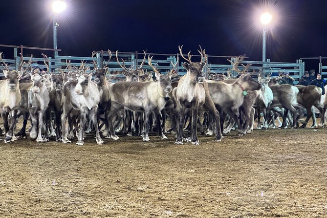 Arctic Adventure with Reindeer and Northern Lights Hunt 18:30 pm - What kind of person will enjoy this most?