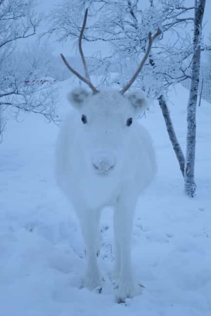 Arctic Dream - Snowmobile Safari to Lapland Viewpoint - The first 40-minute ride through Arctic country