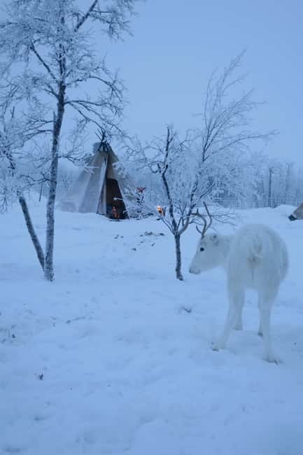 Arctic Dream - Snowmobile Safari to Lapland Viewpoint - Two-course lunch at Máttaráhkká Northern Light Lodge