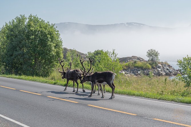 Arctic Fjord Roadtrip with Scenic Picnic from Tromso - The free photo service is genuinely useful