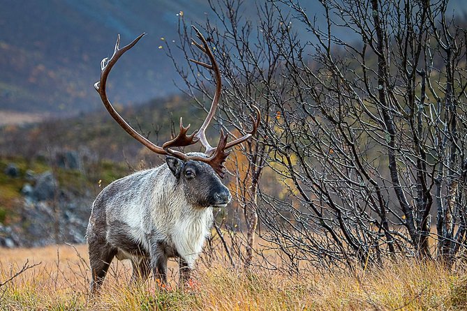 Arctic Nature Tour from Tromsø by minibus - What the scenic stops are really like