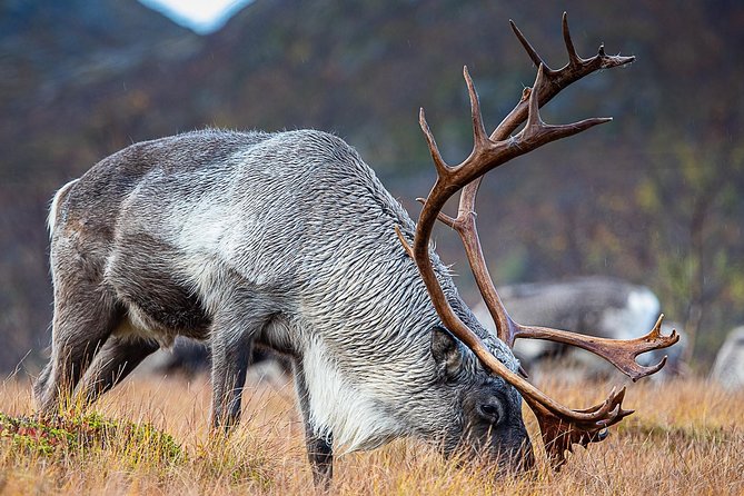 Arctic Nature Tour from Tromsø by minibus - Thermal suits, boots, pastries, and hot drinks