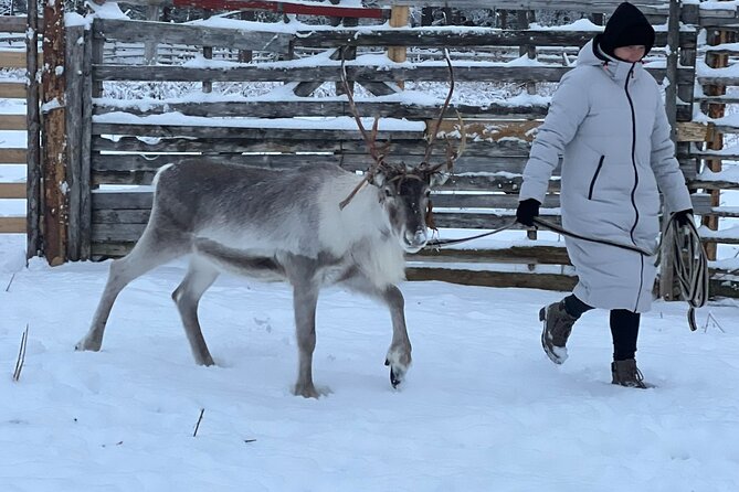 Arctic Reindeer Farm Experience with Snowshoeing in the Wild - From Levi to a quiet reindeer farm