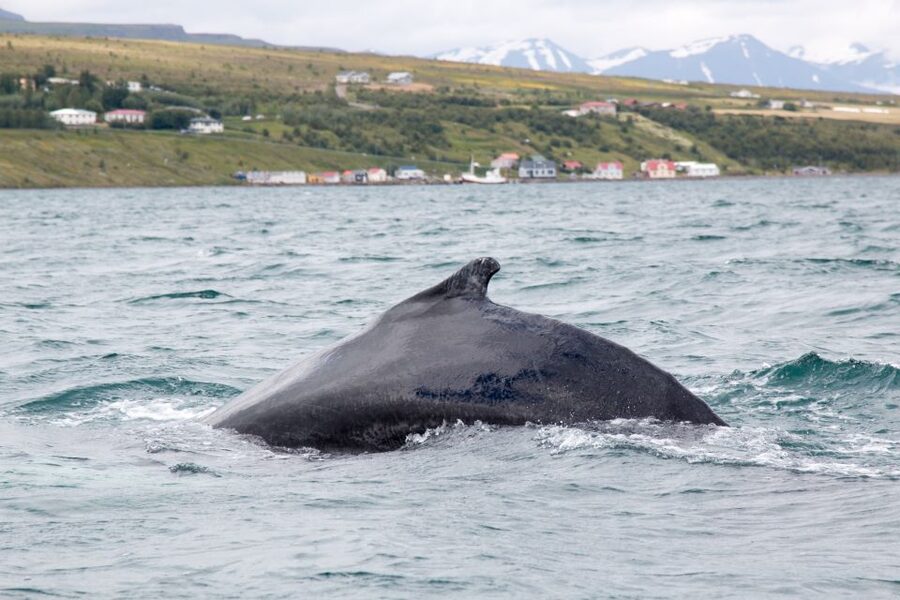 Árskógssandur: Whale-Watching Boat Trip - Why Árskógssandur makes a good whale-watching base