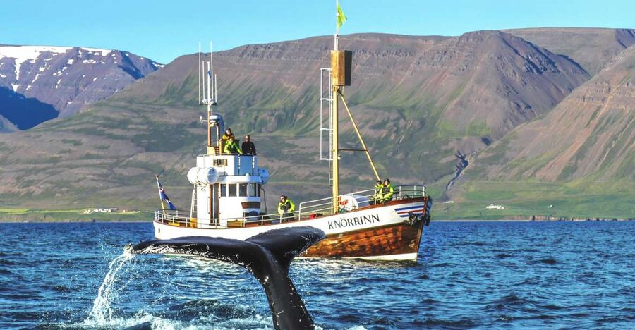 Árskógssandur: Whale-Watching Boat Trip - The 2.5-hour search through Eyjafjörður