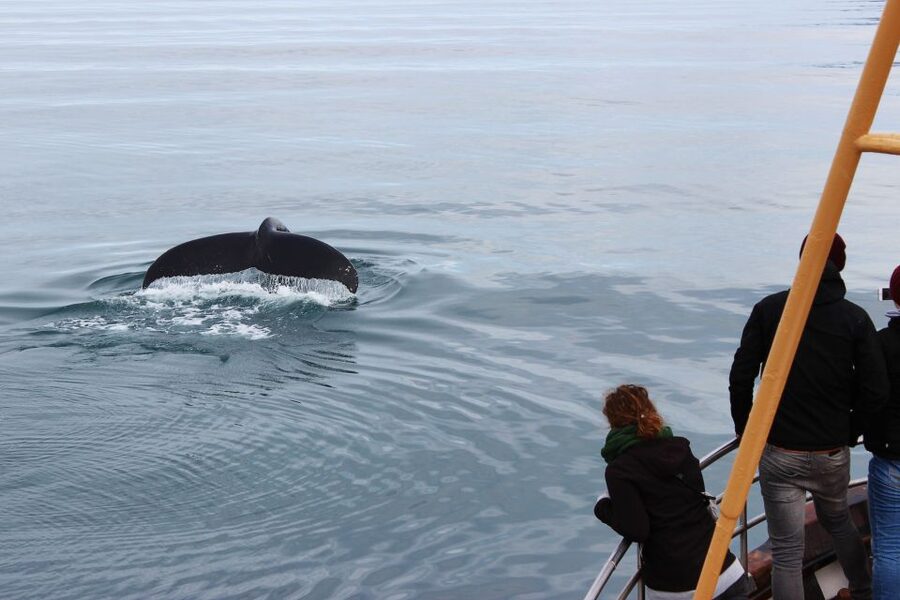 Árskógssandur: Whale-Watching Boat Trip - What you might see on the water