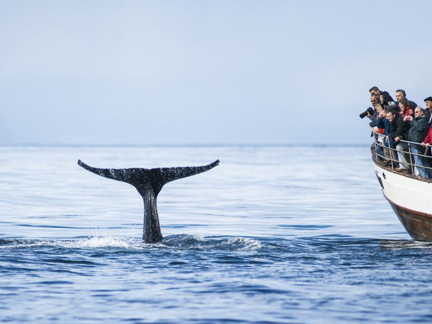 Árskógssandur: Whale-Watching Boat Trip - Guides, captains, and the tone on board