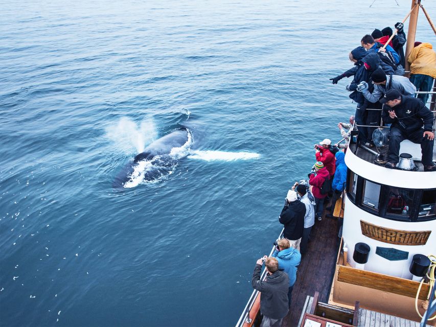 Árskógssandur: Whale-Watching Boat Trip - Price and value at $96 per person