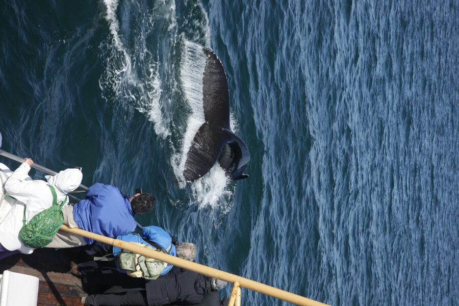 Árskógssandur: Whale-Watching Boat Trip - Should you book it?