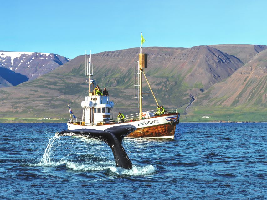 Árskógssandur: Whale-Watching Boat Trip - Boarding the traditional oak boat
