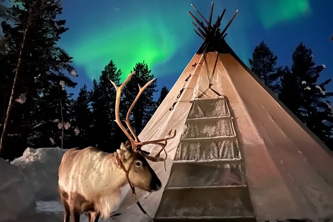 Aurora Hunting with Reindeer Caravan - Riding through the forest in a reindeer caravan