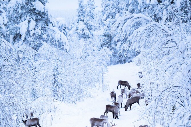 Aurora Hunting with Reindeer Caravan - Stories about Sámi life from Fredrik and Beatrix