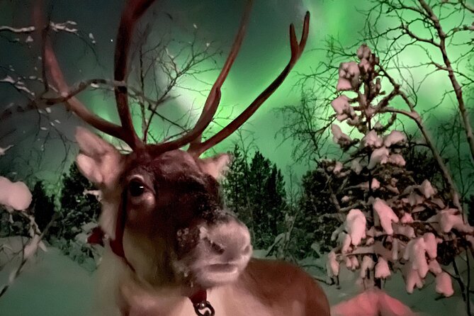 Aurora Hunting with Reindeer Caravan - Dinner in a traditional tent by the fire