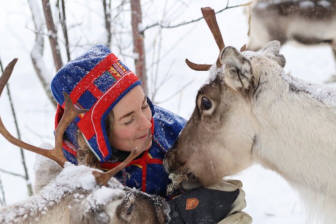 Aurora Hunting with Reindeer Caravan - Meeting the reindeer and feeding them white moss