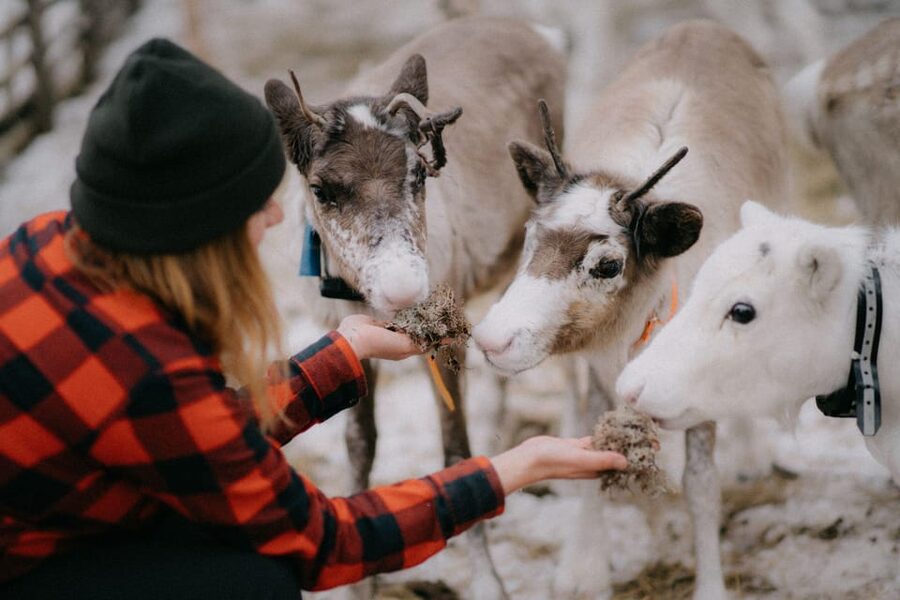 Authentic Reindeer Experience, Ice Fish & Lunch in the Wild - Should you book the Lompolo outing?