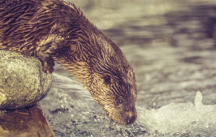 Bergen: Bergen Aquarium Entry Ticket - Penguins and sea lions provide the main animal appeal