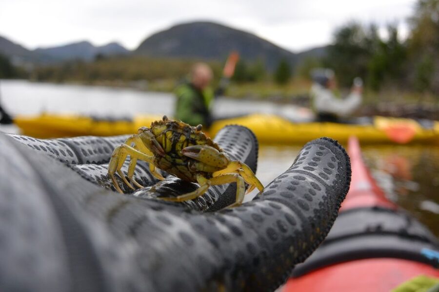 Bergen: Guided Fishing Tour with Outdoor Cooking - A meal prepared from your own catch