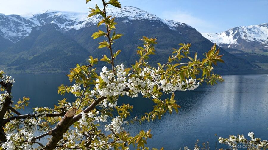 Bergen: Hardangerfjord, Voss Gondola & 3 Great Waterfalls - Walking behind Steinsdalsfossen