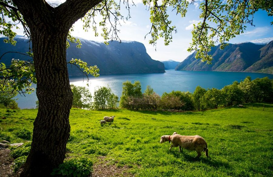 Bergen: Viking Village, Nærøyfjord Cruise & Flåm Railway - Cruising the Nærøyfjord on an electric ship