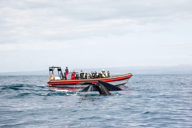 Big Whales & Puffins RIB boat tour from Húsavík - From Garðarsbraut to Skjálfandi Bay