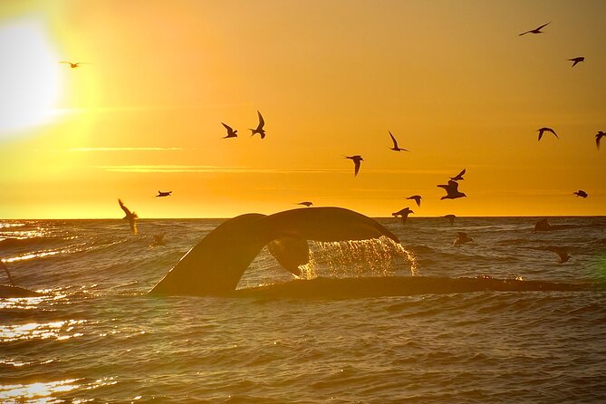 Big Whales & Puffins RIB boat tour from Húsavík - Watching whales around Tjörnes Peninsula