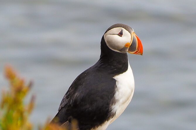 Big Whales & Puffins RIB boat tour from Húsavík - What the ride is really like