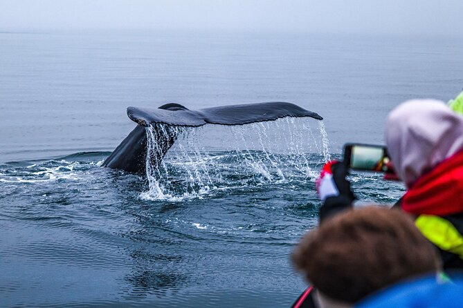 Big Whales & Puffins RIB boat tour from Húsavík - Ethical whale watching at close range