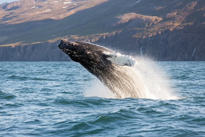 Big Whales & Puffins RIB boat tour from Húsavík - Is the $203.16 price fair?