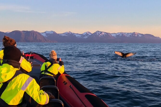 Big Whales & Puffins RIB boat tour from Húsavík - Who should book this experience?