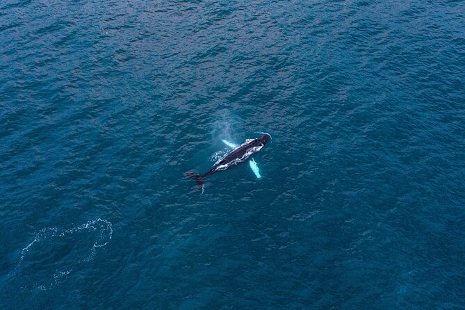 Big Whales & Puffins RIB boat tour from Húsavík - Lundey and the puffin season