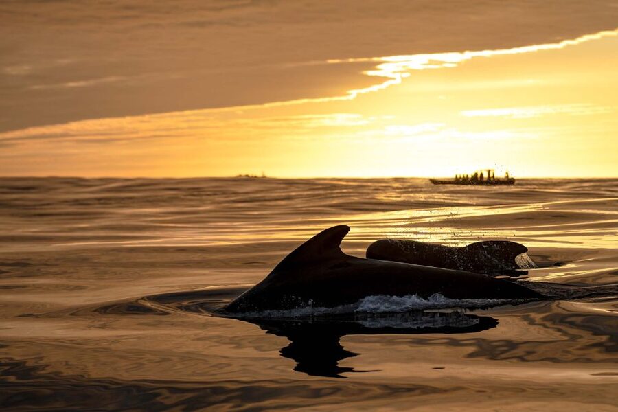 Bleik: Whale Watching by Speedboat with Puffins and Muffins - Final decision: should you book it?