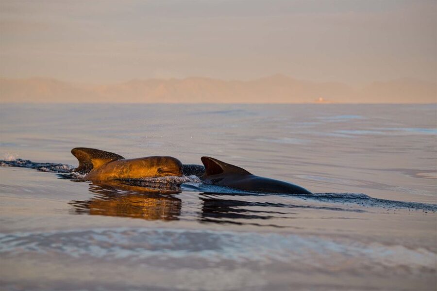 Bleik: Whale Watching by Speedboat with Puffins and Muffins - Why Bleik Canyon makes this trip special
