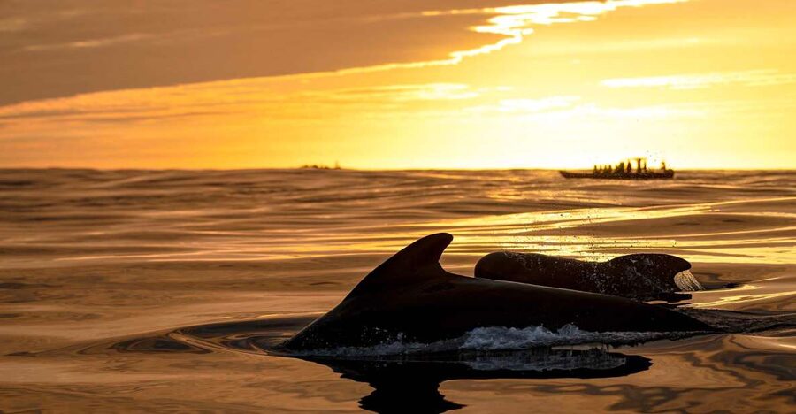 Bleik: Whale Watching by Speedboat with Puffins and Muffins - The whale search in Bleik Canyon