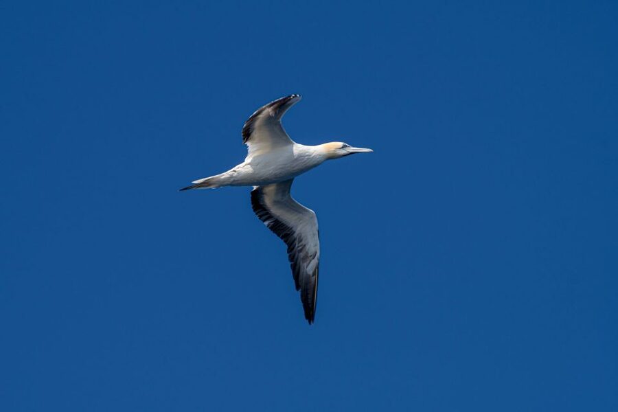 Bleik: Whale Watching by Speedboat with Puffins and Muffins - Puffins, sea eagles, and the birdwatching stop