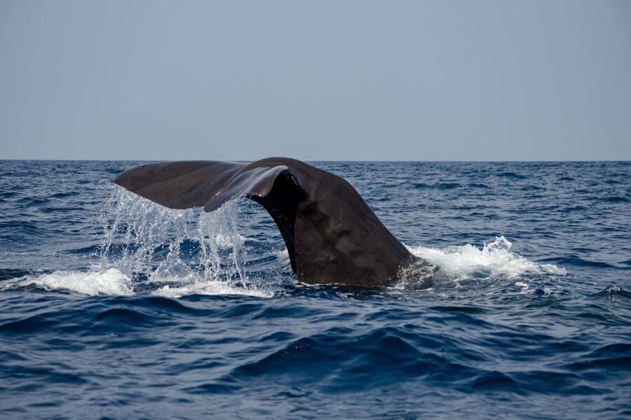 Bleik: Whale Watching by Speedboat with Puffins and Muffins - The 9 PM trip and Norway’s midnight sun