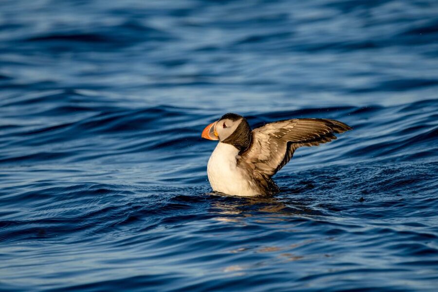 Bleik: Whale Watching by Speedboat with Puffins and Muffins - Guides, safety, and the small-group advantage