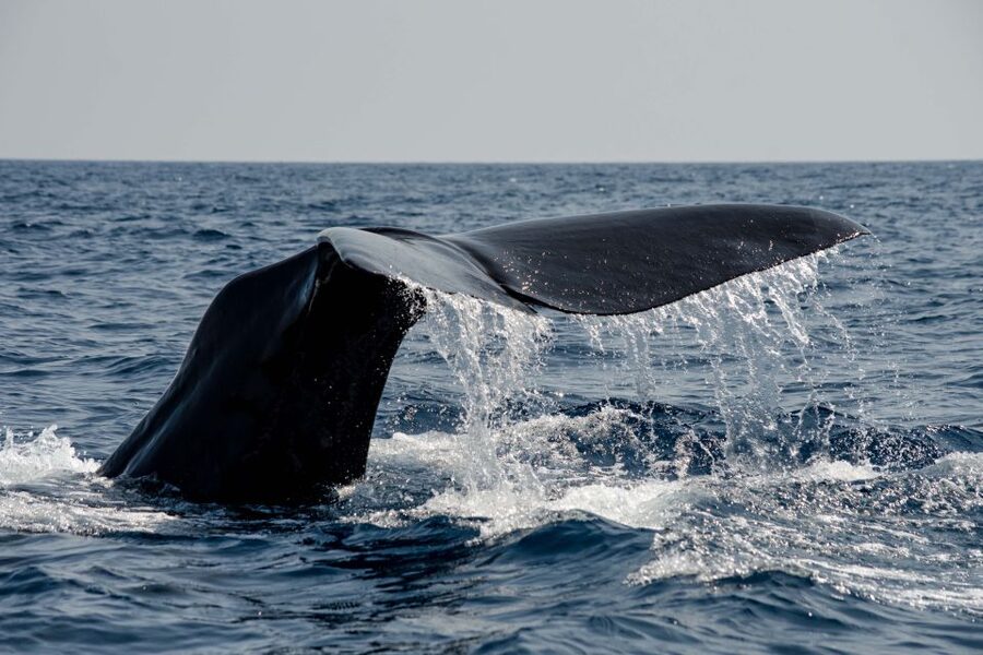 Bleik: Whale Watching by Speedboat with Puffins and Muffins - What $199 buys you