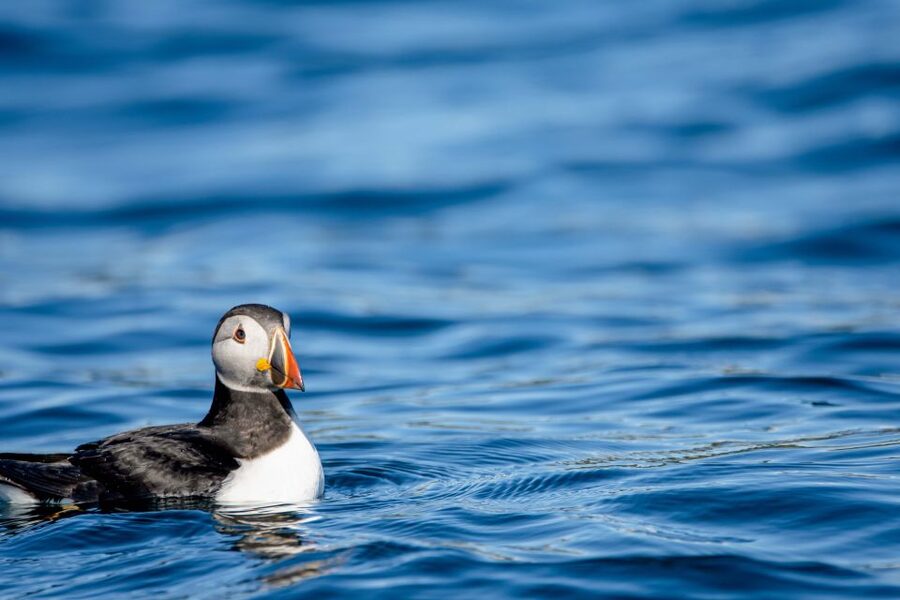 Bleik: Whale Watching by Speedboat with Puffins and Muffins - Who should book this RIB trip