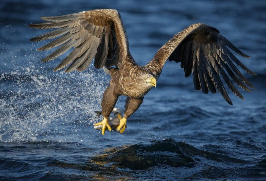 Bodø: Saltstraumen Sea Eagle Trip by RIB - Booking, cancellation, and practical preparation