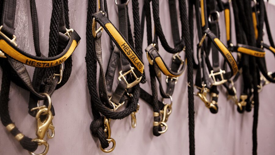 Borgarnes: Horseback Riding Tour with Prep Lesson - A short trail ride with wide views and a river