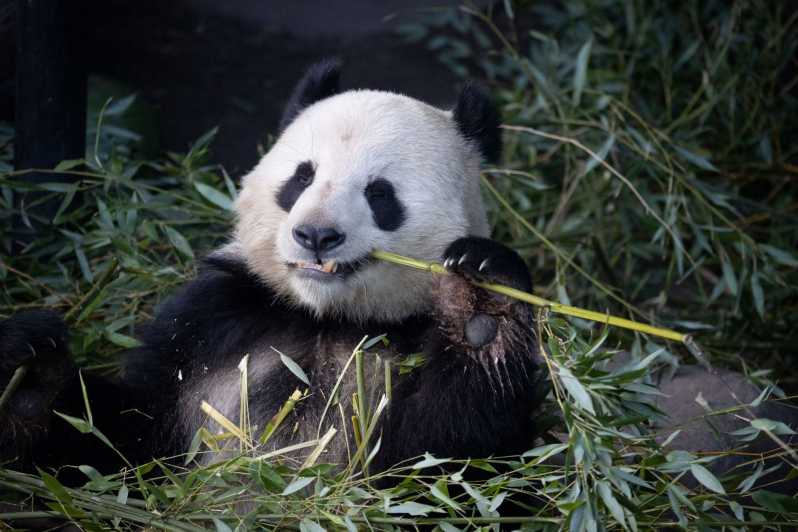 Copenhagen: Copenhagen Zoo Entry Ticket - The Panda House and Norman Foster’s Elephant House