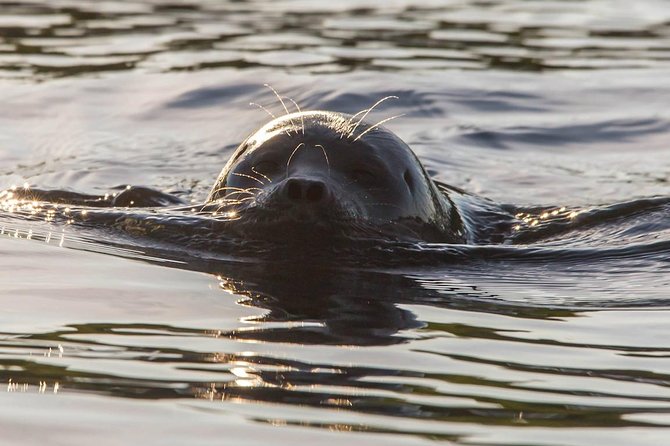 Cruise in Puumala by Lake Saimaa - Quick takeaways for your evening on Lake Saimaa