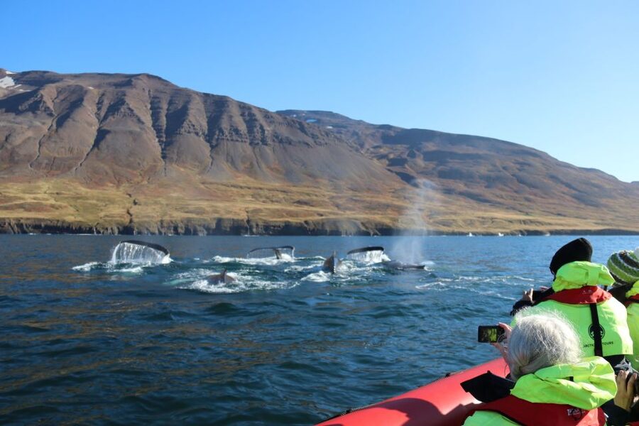 Dalvík: Whale Watching Speedboat Tour - Setting out from Dalvik into Eyjafjordur