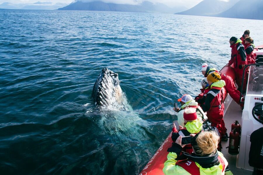 Dalvík: Whale Watching Speedboat Tour - Should you book it?