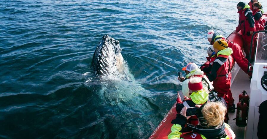 Dalvík: Whale Watching Speedboat Tour - The first 30 minutes: speed, scenery, and a search pattern