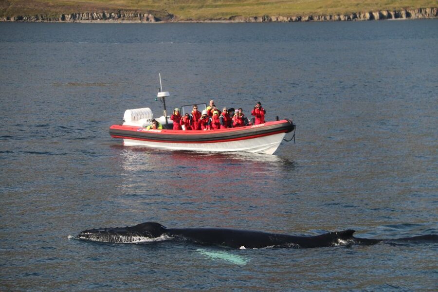 Dalvík: Whale Watching Speedboat Tour - The last 30 minutes: one more look before Dalvik