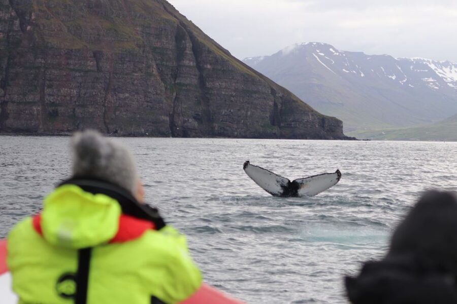 Dalvík: Whale Watching Speedboat Tour - What wildlife might appear in Eyjafjordur