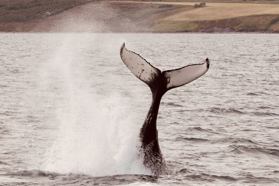 Dalvík: Whale Watching Speedboat Tour - Comfort, clothing, and the reality of a fast boat