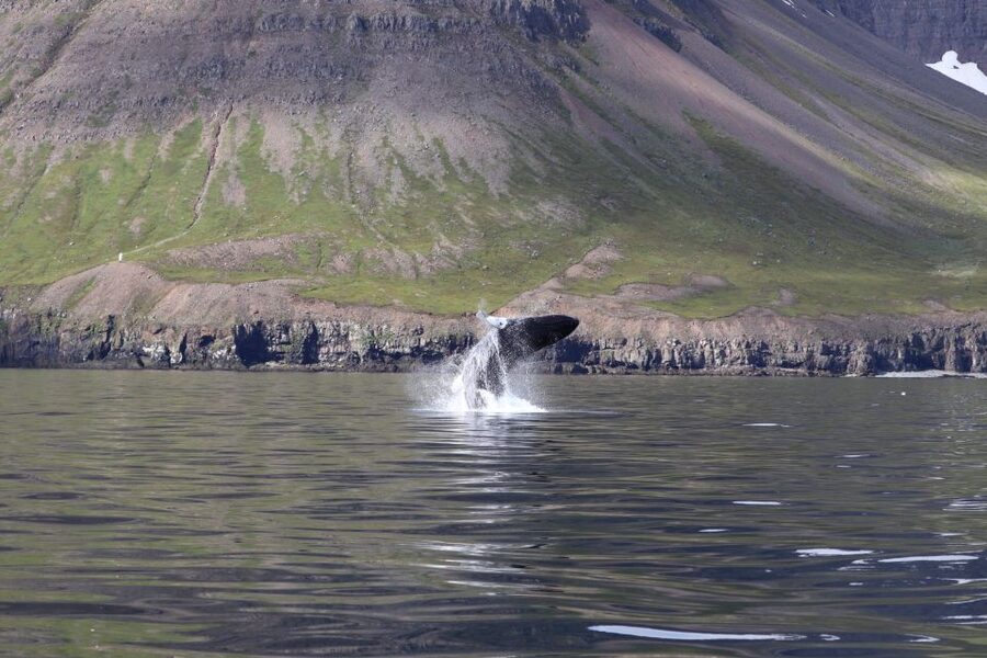 Dalvík: Whale Watching Speedboat Tour - Is $165 a fair price?