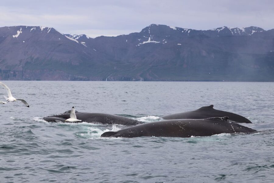Dalvík: Whale Watching Speedboat Tour - Who should book this Dalvik whale tour?